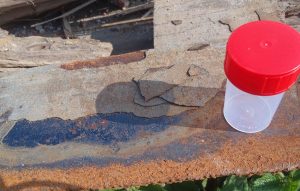 Met bacteriën levensduur damwanden verlengen