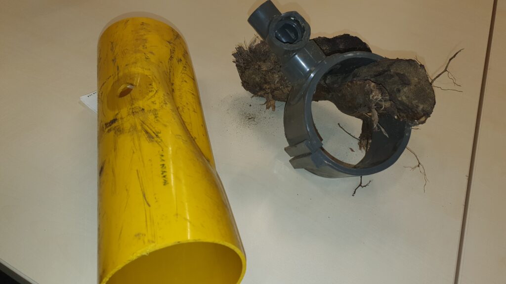 Innige omhelsing boomwortel en gasleiding